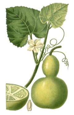 Lagenaria siceraria Bottle Gourd
